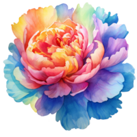 Beautiful Multicolor Peony Flower Watercolor png