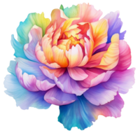 Beautiful Multicolor Peony Flower Watercolor png