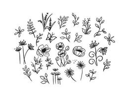 Collection of wild flowers vector