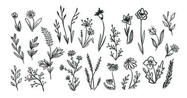 Set of wild flowers hand drawn in doodle style, vintage.Vector illustration.Black lines on white background.Different flowers for your design in retro style,hand made. vector