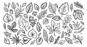 set of leaves in the doodle style. Vector design elements of black lines drawn by hand