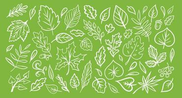 set of leaves in the doodle style. Vector design elements of black lines drawn by hand on the green background. Exotic summer botanical illustrations.