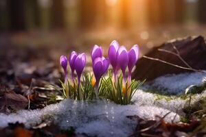 primavera paisaje con primero flores púrpura azafrán en el nieve en naturaleza en el rayos de luz de sol. ai generativo foto