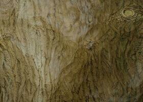 wall wood texture background photo