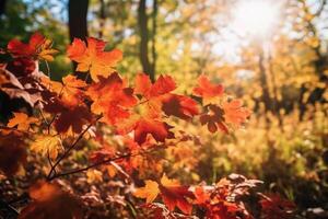 Autumn floral panoramic background. Colorful yellow and red maple foliage on a sunny day holy light. Autumnal Park. photo