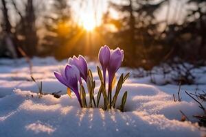 Spring landscape with first flowers purple crocuses on the snow in nature in the rays of sunlight. photo