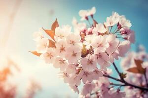 Cherry Blossom Spring Blue Sky Background. AI generative photo