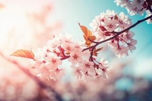 Cereza florecer primavera azul cielo antecedentes. ai generativo foto