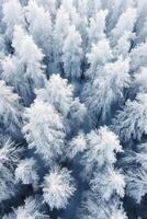 An aerial shot of many trees covered in snow. photo