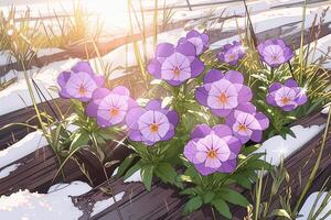 primavera paisaje con primero flores púrpura azafrán en el nieve en naturaleza en el rayos de luz de sol. ai generativo foto