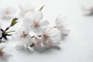 White background, copyspace, watercolor, Cherry Blossom Spring,. photo