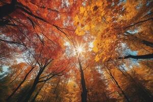 Autumn floral panoramic background. Colorful yellow and red maple foliage on a sunny day holy light. Autumnal Park. photo