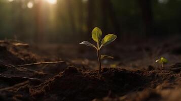 A young plant growing in sunlight. photo