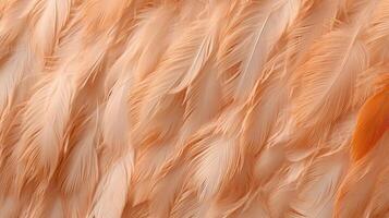 A colorful feather background in close-up. photo