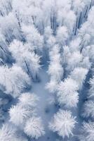 An aerial shot of many trees covered in snow. photo