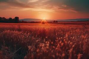 Beautiful colorful natural panoramic landscape with a field of ripe wheat in the rays of setting sun. Natural sunset in golden and pink colors. photo