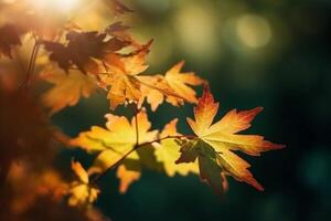 Natural autumn background with golden yellow and orange maple leaves glowing in the sun on a gentle blurry light green background. photo