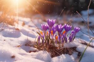 Spring landscape with first flowers purple crocuses on the snow in nature in the rays of sunlight. photo