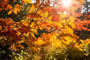 Autumn floral panoramic background. Colorful yellow and red maple foliage on a sunny day holy light. Autumnal Park. photo