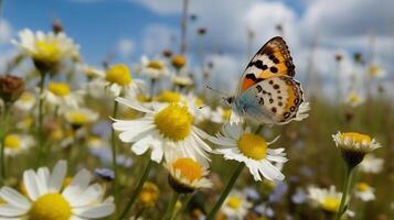 Beautiful white yellow daisies and blue cornflowers with fluttering butterfly in summer in nature against background of blue sky with clouds. photo