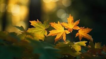 Natural autumn background with golden yellow and orange maple leaves glowing in the sun on a gentle blurry light green background. photo