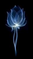 X - ray photo of transparent lotus bud, white and royal blue.