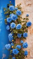 Climbing blue roses on the wall Sunny weather. photo