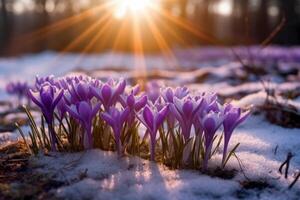 Spring landscape with first flowers purple crocuses on the snow in nature in the rays of sunlight. photo