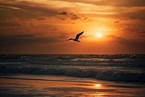 A flying seagull silhouette in sunset sky and beach. photo