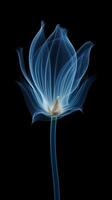 X - ray photo of transparent lotus bud, white and royal blue.