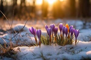 primavera paisaje con primero flores púrpura azafrán en el nieve en naturaleza en el rayos de luz de sol. ai generativo foto