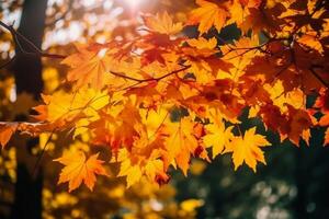 Autumn floral panoramic background. Colorful yellow and red maple foliage on a sunny day holy light. Autumnal Park. photo