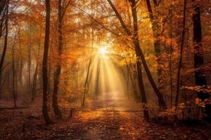 The most beautiful red autumn forest in the world. photo