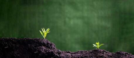 World Environment Day. Planting the seedlings into the soil. Idea of protecting environment and reducing global warming. banner with copy space, the beginning of forest, ecology concept. Earth day. photo