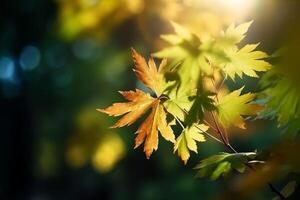 Natural autumn background with golden yellow and orange maple leaves glowing in the sun on a gentle blurry light green background. photo