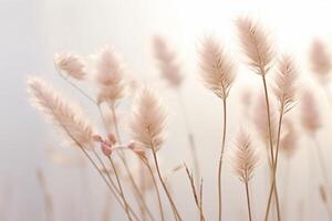 Tiny white grass against a white background. photo