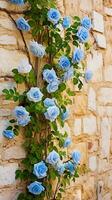 Climbing blue roses on the wall Sunny weather. photo