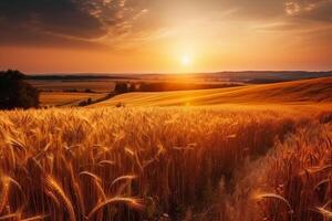 Beautiful colorful natural panoramic landscape with a field of ripe wheat in the rays of setting sun. Natural sunset in golden and pink colors. photo
