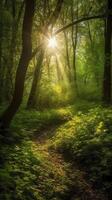 Beautiful rays of sunlight in a green forest. photo