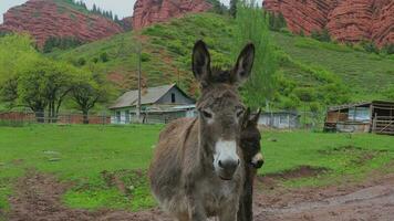 burros en el pueblo de embarcadero oguz, Kirguistán video