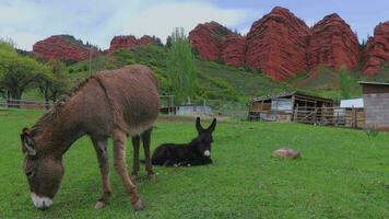 Donkeys In The Village Of Jety Oguz, Kyrgyzstan video