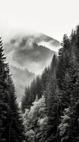 Mountain forest with mist and fog. photo