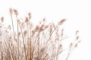 Tiny white grass against a white background. photo