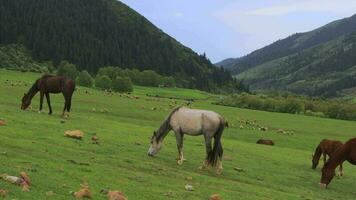 nublado clima dentro a montanhas do Quirguistão video