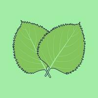 Perilla leaf icon illustration. Isolated Perilla leaf icon in flat design style vector