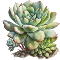 Echeveria saftig Clip Art T-Shirt Design, transparent Hintergrund, ai generiert png