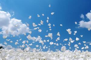 The white petals fall off with blurred clear blue sky and cloud. photo