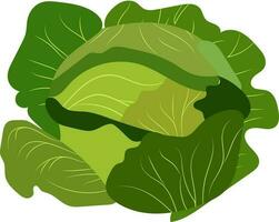 green cabbage illustration vector color