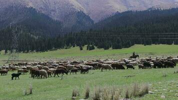 A Herd Of Sheep Grazing In The Mountains Of Kyrgyzstan video
