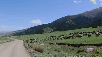 uma rebanho do ovelha pastar dentro a montanhas do Quirguistão video